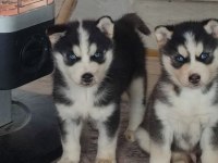 A kalite Husky Yavrularımız