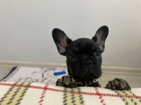 Black Tan 5 Aylık Fransız Bulldog