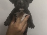 French Bulldog Yavruları Sağlık Garantili