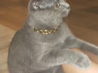45 günlük yavru scottish fold