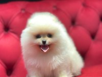 Ayı surat pomeranian boo