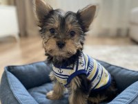 Çok Uyguna Yorkshire Terrier