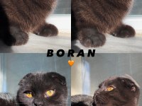Acil Sahiplendirme Siyah Scottish Fold