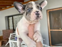 Mavi gözlü french bulldog minikler