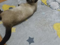 Kızgınlık döneminde dişi yetişkin siyam kedisi