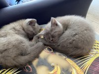 2 buçuk aylık bebiş scottish fold