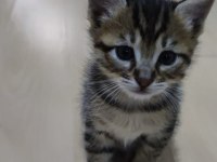 3 tane bebek kedimiz oldu yuva arıyoruz