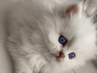 SAFKAN BRİTİSH DİŞİ ERKEK BEBEKLER