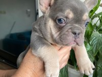 Üst Düzey Mavi Gözlü French Bulldog Yavrularımız