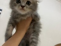 3 aylık scottish fold yavru erkek kedimiz