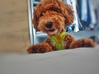 Toy poodle maltipoo yavrusu