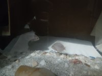 2 adet 5 cm zebra Çiklet