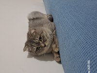 7 aylık dişi uysal scottish fold