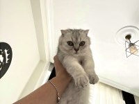 4,5 aylık erkek british shorthair orjinal, ücretsiz