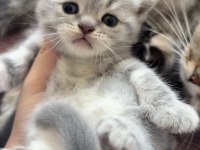 Dişi Scottish Fold X American Shorthair Melezi Yavru