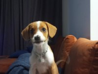 YUNAN KOLONİ KÖPEĞİ 2.5 AYLIK