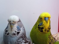 Show jumbo çift kuşlarımız