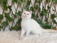 British Shorthair Golden Point Dişi NY1233