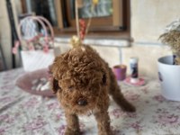 Toy poodle 2 aylık erkek aşılı tuvalet eğitimli
