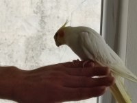 4 aylık sultan papağanı lutino kırmızı göz
