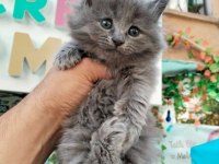 Safkan british longhair bebek