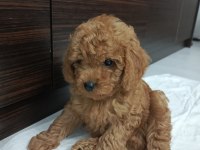 Hakiki toy poodle