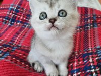 Yavru kedi