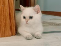 Safkan şecereli british shorthair erkek
