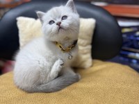 Lynx point erkek british shorthair
