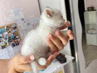Blue Scottish Fold Yavrular