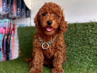 Sevimli Toy Poodle Yavrularımız