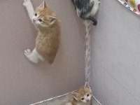 1 aylık tatlı mı tatlı yavru kedilerimiz
