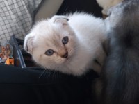 Beyaz maviş safkan scottish fold yavru