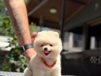Pamuk Şekeri Pomeranian Boo