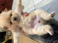 Spitz yavrular