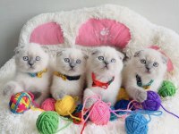 Show kalite silver ve Bluepoınt scotısh fold bebeklerim 
