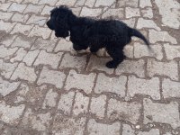 Toy Poodle Köpeği Siyah