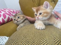 British shorthair