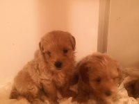 Poodle ayarında maltipoo köpeklerimiz