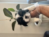 Shih Tzu Şecereli Yavrular A Kalite Tüm İllere Gönderim