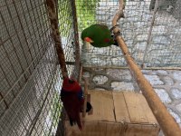 Belgeli konuşan yavru veren eclectus papağanı çift