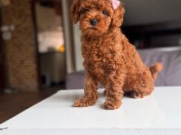 Orjinal Toy Poodle Yavrumuz lupi