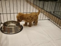 Orijinal teacup maltipoo köpeğimiz