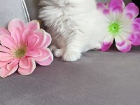 Kaliteli sağlıklı british longhair yavrular