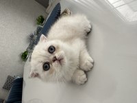 Scottish fold kedimize sevgi ile büyütecek aile arıyoruz