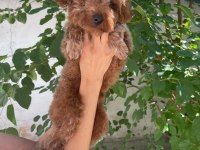 8 aylık erkek 20 cm kore poodle