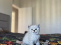 Brıtısh Shorthair Sılver Yavrularım 