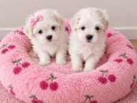 Maltese Terrier Minik Bebekler