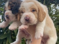Üst kalite beagle yavrular