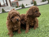 Poodle yavrular